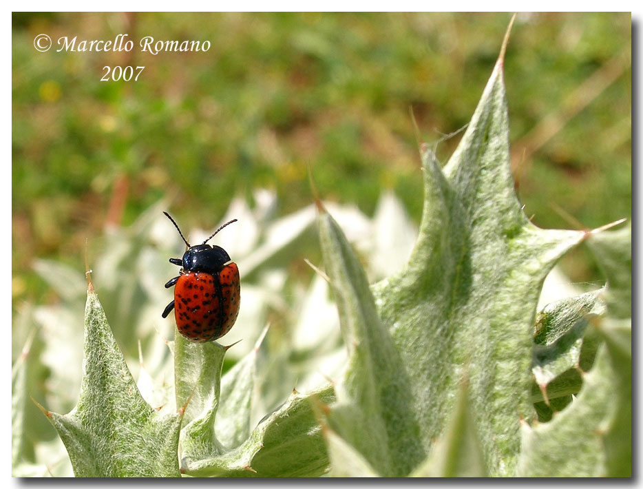 Una bella Chrysolina siciliana: C. variolosa (Chrysomelidae)